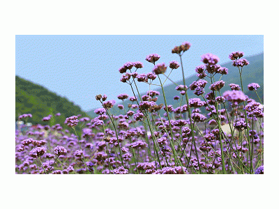 莫干山阳光生态园绿野骑兵户外挑战亲子一日营营